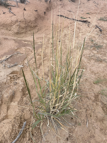 Spike Dropseed