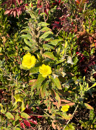 common evening-primrose photograph by the iNaturalist community
