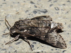 Cautethia