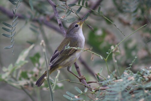 Galápagos Yellow Warbler