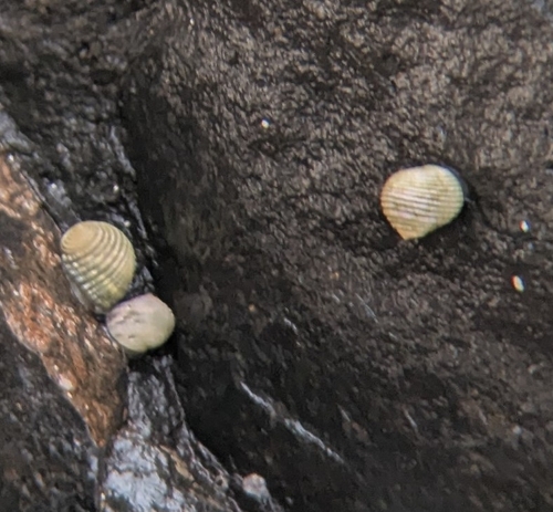 Nerita plicata observed 2026-10-23