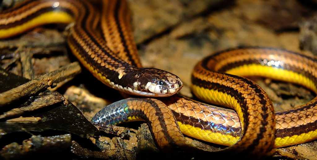Guyana Burrowing Snake