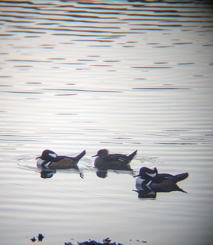 Hooded Merganser photograph by the iNaturalist community