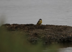 Motacilla flava iberiae