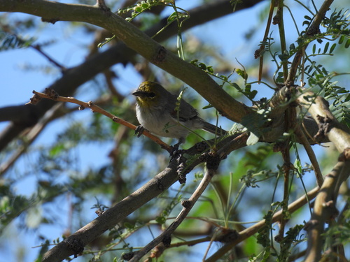Verdin