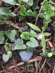 Asarum caudigerum