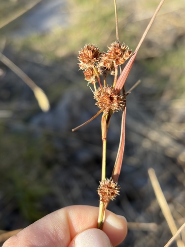 Luzula hawaiiensis observed 2026-10-23