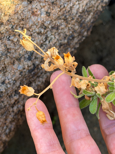 desert tobacco