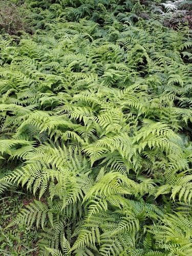 Deparia petersenii observed 2026-10-24