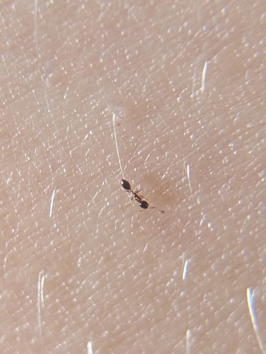 Monomorium floricola observed 2026-10-24