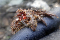 Hapalogastridae