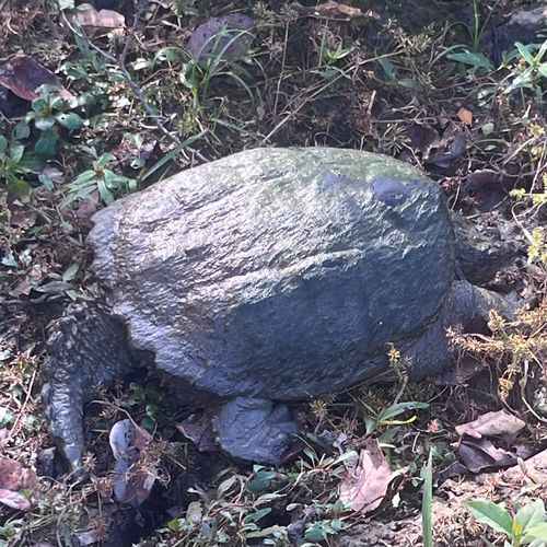 Common Snapping Turtle photograph by the iNaturalist community