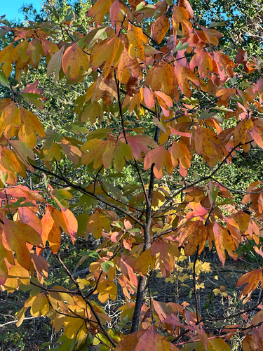 sassafras photograph by the iNaturalist community