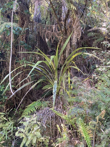 Cordyline banksii observed 2026-10-24