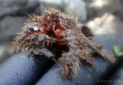 Hapalogastridae