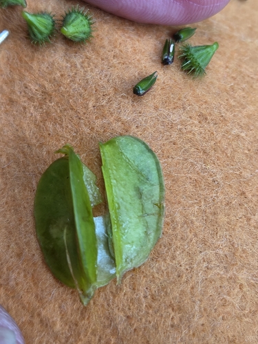 Dioscorea tokoro observed 2026-10-24