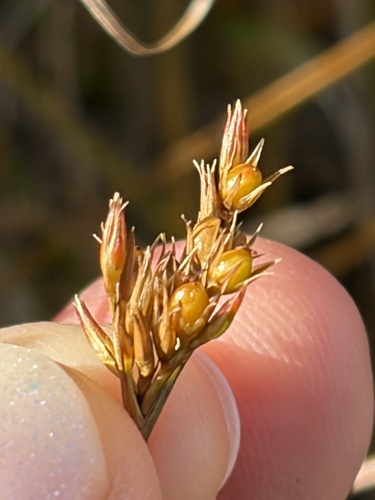 Juncus tenuis observed 2026-10-23