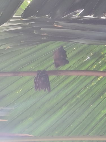 Cynopterus observed 2026-10-24