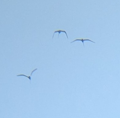 Phaethon lepturus observed 2026-10-23