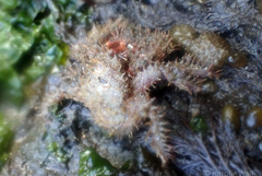 Hapalogastridae