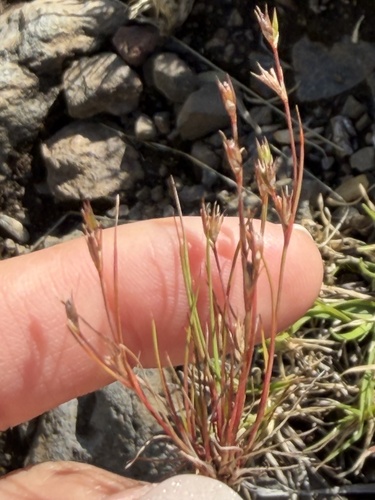 Juncus bufonius observed 2026-10-23