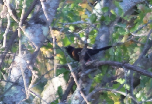 Common Grackle photograph by the iNaturalist community