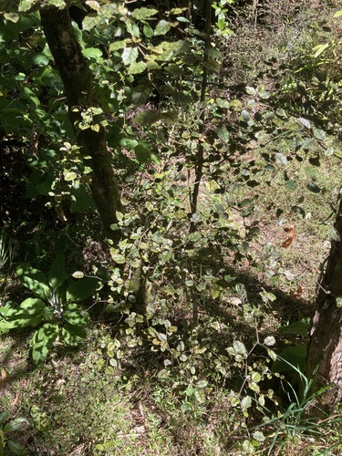 Carpodetus serratus observed 2026-10-24