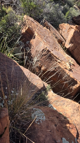 Aristida schiedeana, 2026-10-23