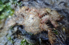Hapalogastridae