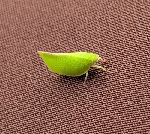 Siphanta acuta, 2026-10-24