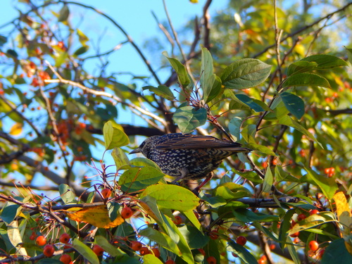 iNaturalist image