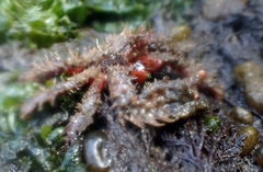 Hapalogastridae