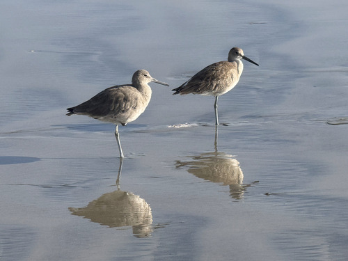 Willet photograph by the iNaturalist community