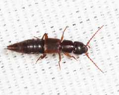 Achenomorphus corticinus