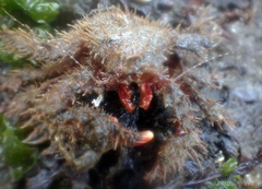 Hapalogastridae
