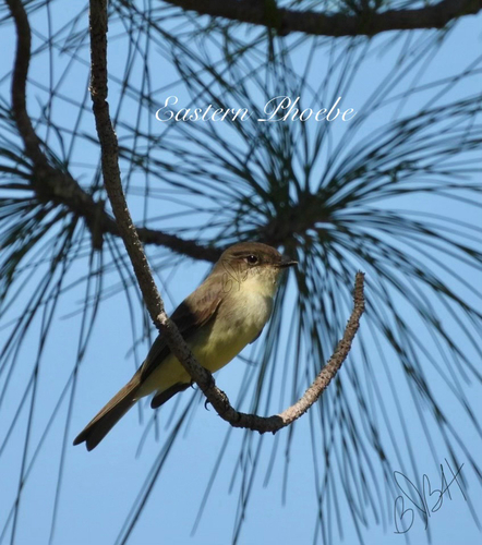 Eastern Phoebe photograph by the iNaturalist community