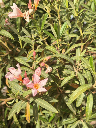 oleander photograph by the iNaturalist community