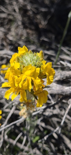 Goodenia glomerata observed 2026-10-24