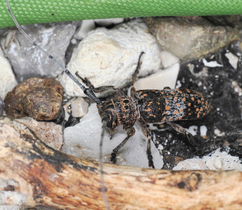Mesquite Girdler