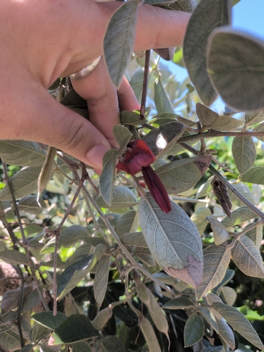 Kennedia rubicunda observed 2026-10-24