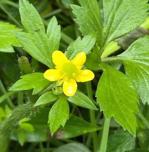 Ranunculus cantoniensis observed 2026-10-24