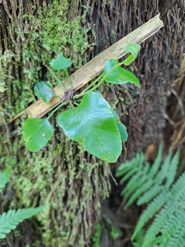 Asplenium oblongifolium observed 2026-10-24