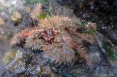 Hapalogaster mertensii