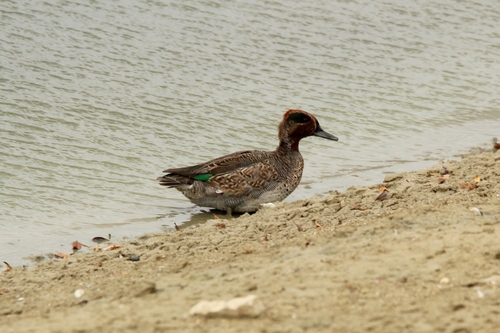 Green-winged Teal photograph by the iNaturalist community