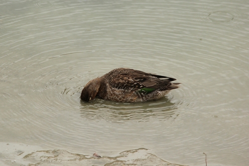 Green-winged Teal photograph by the iNaturalist community