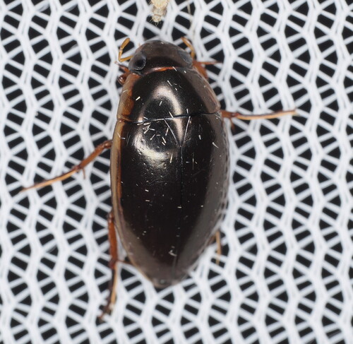 Lateral-lined Water Beetle