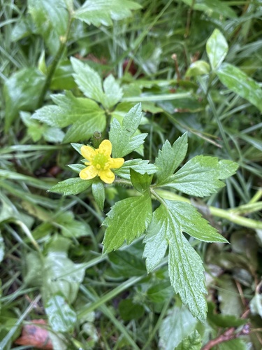 Ranunculus cantoniensis observed 2026-10-24