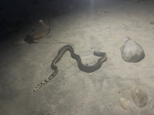 Hydrophis platurus observed 2026-10-23