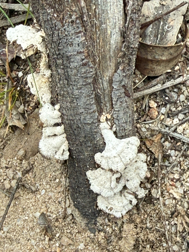splitgill mushroom photograph by the iNaturalist community