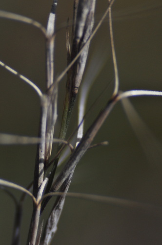 Aristida ramosa observed 2026-10-18
